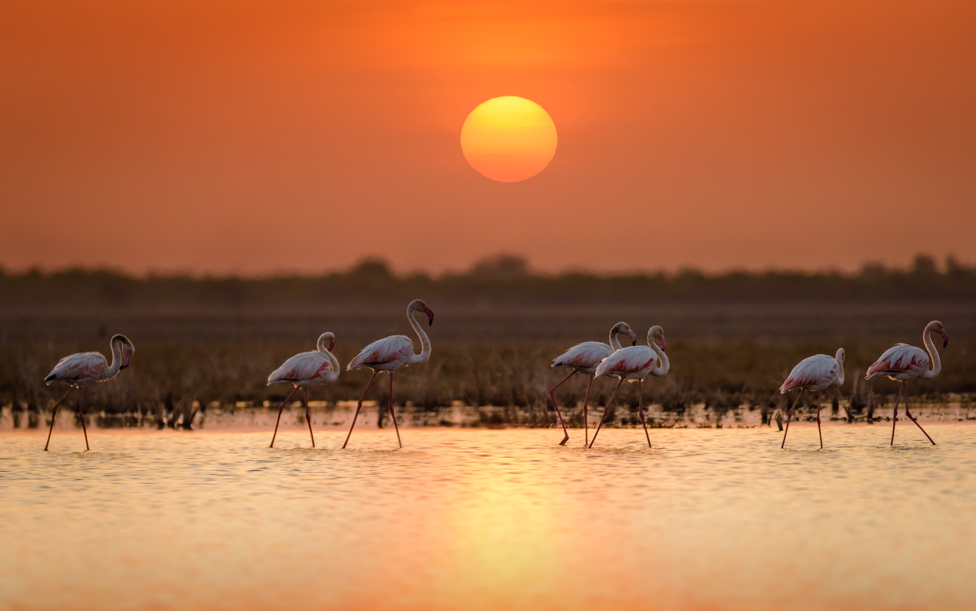 flamingo_sunset.jpg